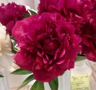 Пион Юбилей Революции