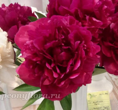 Пион Юбилей Революции