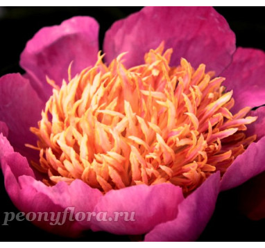 Пион Tom Eckhardt (Том Экхардт) 