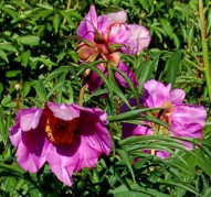 Пион P. anomala (уклоняющийся)