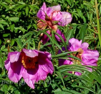 Пион P. anomala (уклоняющийся)