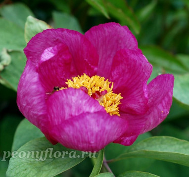 Пион aritina 'Arietina Northern Glory' 