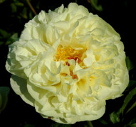 Пион Lemon Chiffon (Лемон Шиффон)
