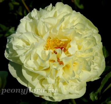 Пион Lemon Chiffon (Лемон Шиффон)
