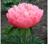 Пион Pink Hawaiian Coral (Пинк Хавайян Корал)