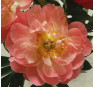 Пион Pink Hawaiian Coral (Пинк Хавайян Корал)