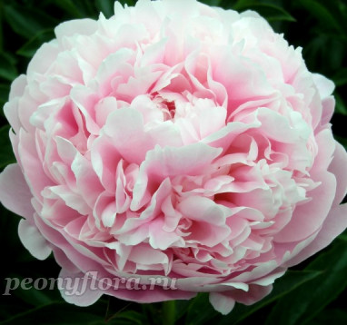 Пион Pink Radiance (Пинк Рейдианс)
