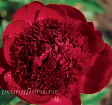 Пион Red Charm (Ред Чарм)