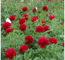 Пион Red Charm (Ред Чарм)