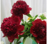 Пион Red Charm (Ред Чарм)