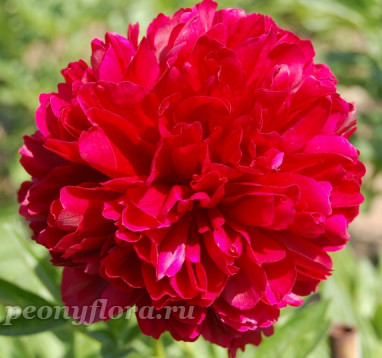 Пион Red Grace (Ред Грейс)