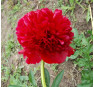 Пион Red Grace (Ред Грейс)