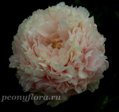 Пион Summer Glow (Саммер Глоу)