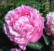 Пион Vivid Rose (Вивид Роуз)