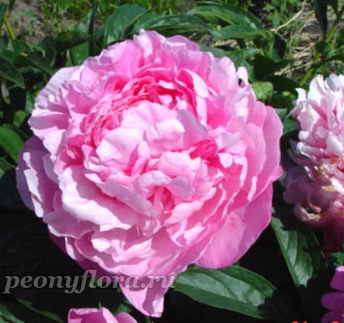 Пион Vivid Rose (Вивид Роуз)
